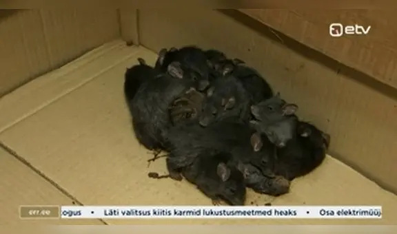 Hallan un extremadamente raro ‘rey de las ratas’ vivo: ¿qué es y por qué impacta?