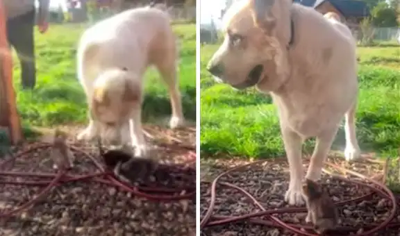 Perro cuida a unos gatitos al darse cuenta de que su madre no estaba para protegerlos