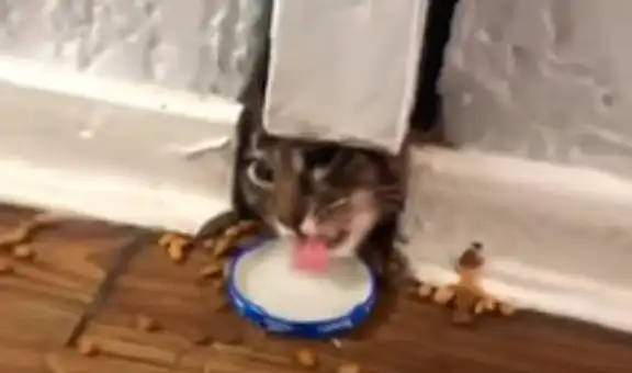 Gata queda atrapada en una pared y joven acude a su rescate