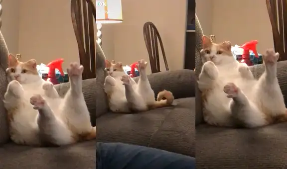 Gatito realiza una curiosa pose para descansar en el sofá de sus dueños 