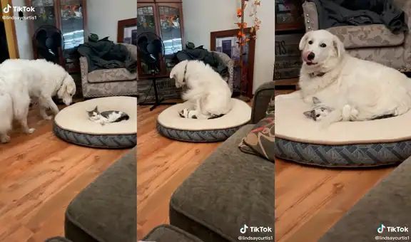 Tierno perro quiere recostarse con su ‘hermano’ gatuno y protagoniza una divertida escena
