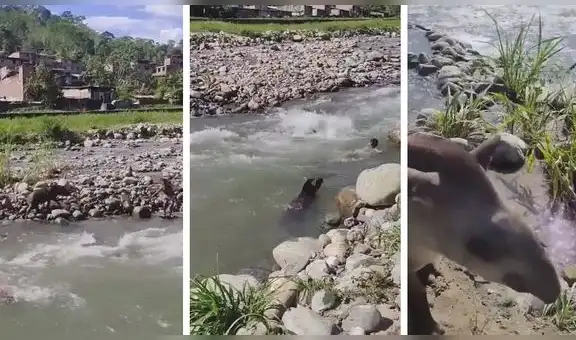 Toribio, el tapir que se ganó el cariño de niños y adultos en el río Kimbiri