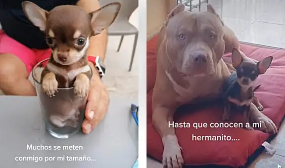 Chihuahueño presenta con orgullo a su ‘hermano’ protector, un perro de gran tamaño
