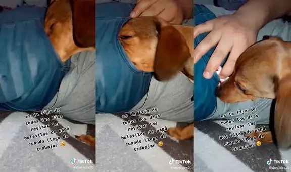 Llega de trabajar y su perrito le ‘revisa’ los bolsillos para saber si le compró comida
