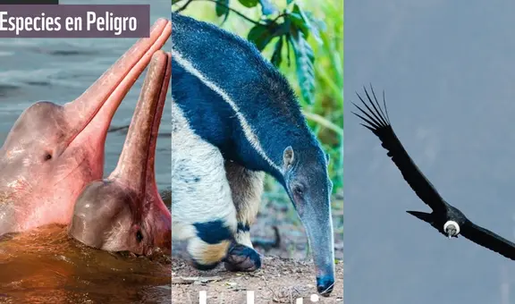 20 animales en peligro de extinción y extintos en Perú 2023