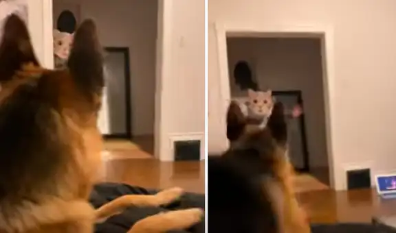 Joven se coloca una máscara de gato para bromear a su perro, pero este intenta morderlo