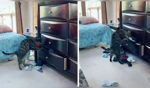 Travieso gato entra al cuarto de su dueña para sacar la ropa de su cajón