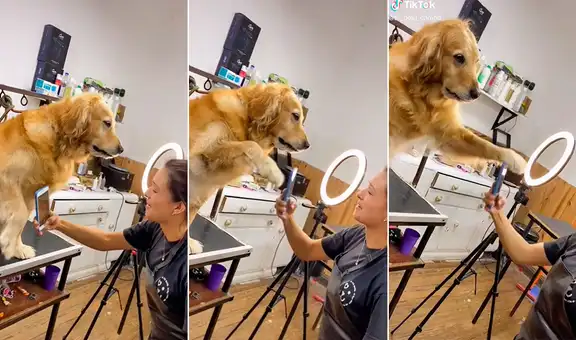 Estilista quiere fotografiar a un perro para mostrar su trabajo y can la rechaza efusivamente
