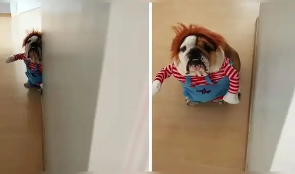 Perro bulldog es disfrazado como el muñeco Chucky para lucirlo en Halloween