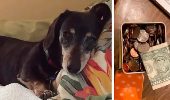 Hombre encuentra monedas escondidas por su perro y decide donar el dinero a un refugio