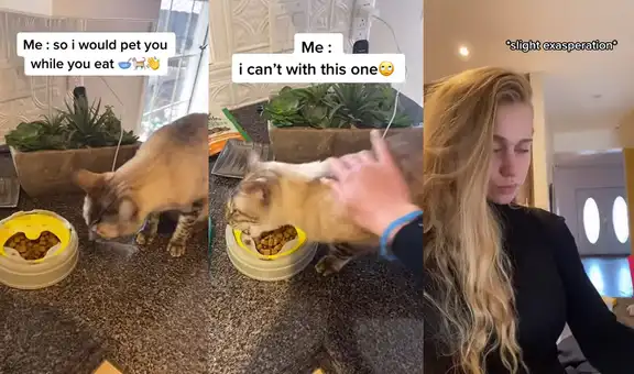 Engreído gatito hace lloriqueos para que su dueña lo acaricie mientras come sus croquetas
