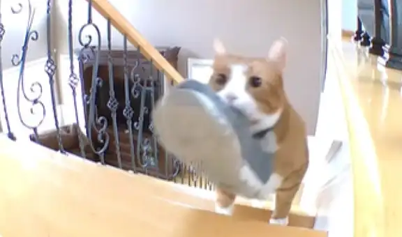 Cámaras de seguridad graban a gatito llevando un par de pantuflas a la habitación de su dueño