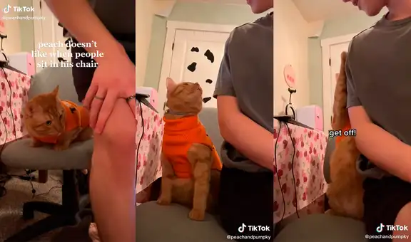 Gatito nota cómo su dueño se sienta en su ‘silla personal’ y tiene divertida reacción