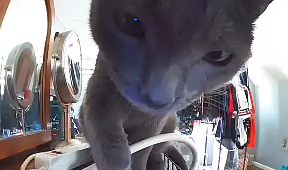 Curioso gatito investiga la nueva cámara que su dueña dejó en una de las habitaciones 
