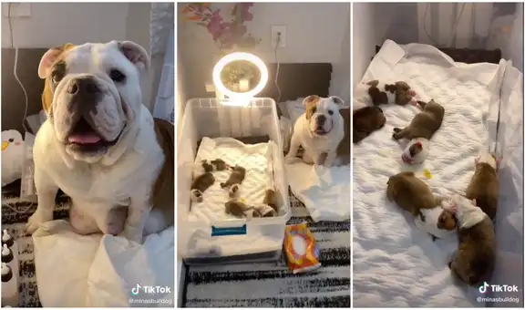 Perrita de tierna mirada cautiva las redes al no despegarse de su cachorros recién nacidos