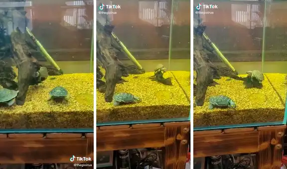 Tortuga monta pez de un acuario como si estuviera en medio de un rodeo