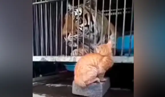 Gatito se coloca frente a enorme tigre y demuestra su valentía al enfrentarlo