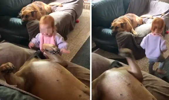Perros se quedan al cuidado de una niña y uno de los canes demuestra ser buen ‘niñero’