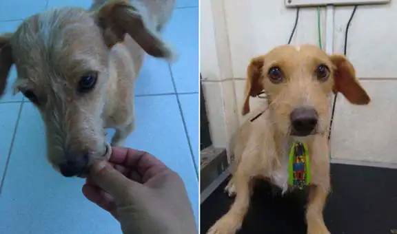 Perrito golpeado en la calle pide refugio en la puerta de una casa y mujer le salva la vida