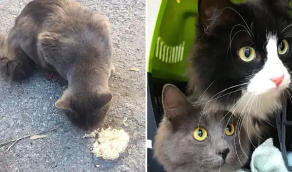 Regalan comida a gatita callejera y esta les ‘presenta’ a su hermanita para que las adopten