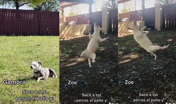 Perrita cautiva a los usuarios de las redes sociales con su conducta peculiar