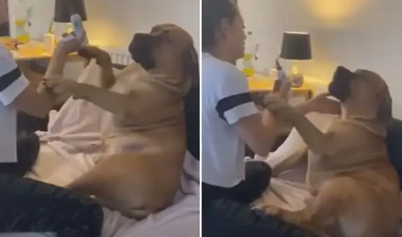 Intenta limpiar las orejas de su perro, pero can se enoja con ella y le hace un ‘berrinche’