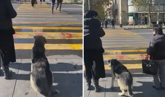 Perro callejero sorprende al respetar la luz del semáforo para cruzar la pista