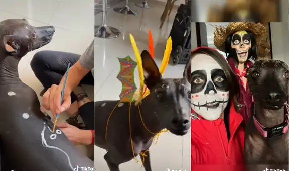 Perrita sin pelo es vestida como la mascota Dante, de la película animada Coco