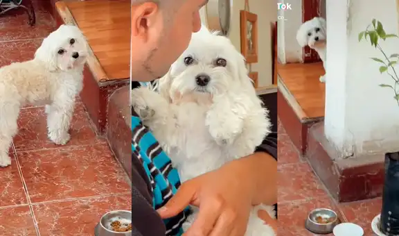 Perrito protege su comida para evitar que su dueño intente quitársela