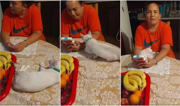 Gatito se acurruca en los brazos de su ‘mamá’ pese a que lo aleja y enternece las redes