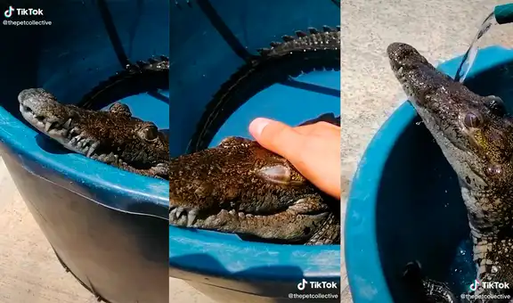 Hombre muestra cómo el pequeño cocodrilo que cuida disfruta de recibir su primer baño