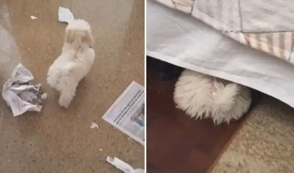 Perrito se esconde bajo la cama para no ser castigado tras haber destrozado todo