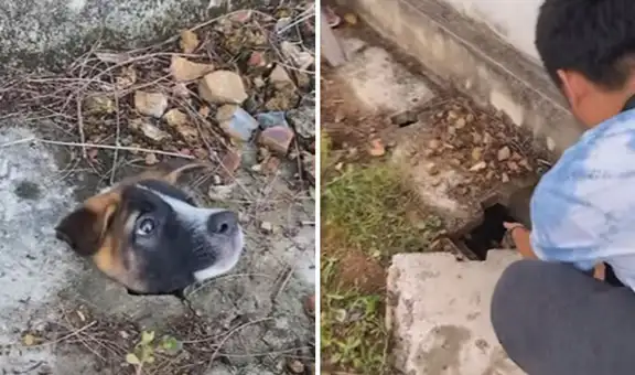 Joven le salva la vida a perro callejero que tenía la cabeza atascada en una alcantarilla