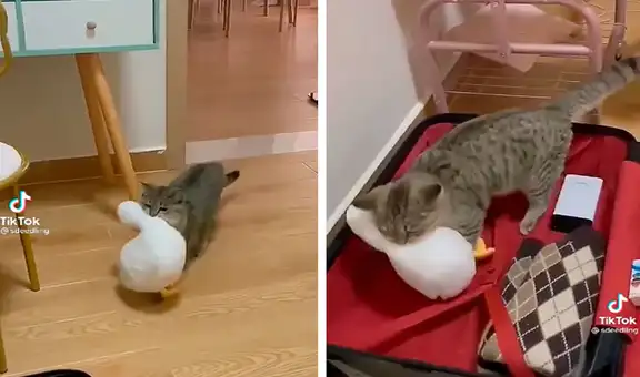 Gatito no quiere alejarse de su dueña y pone su peluche en su maleta para viajar con ella 