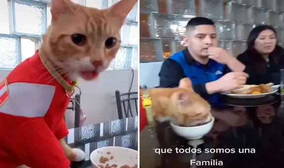 Familia consiente a su gatito y le permiten sentarse a comer con ellos en la mesa