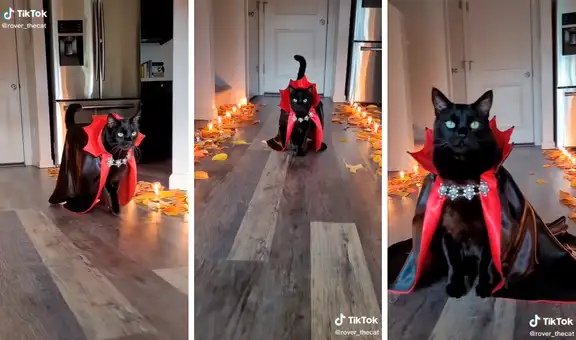 Gato se roba las miradas por su distinguido traje y elegante caminar en Halloween
