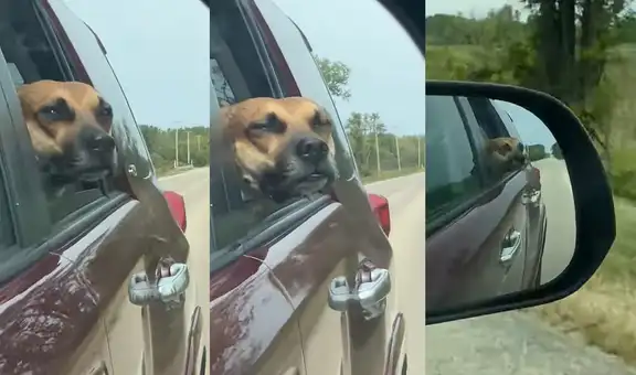 Perrito se divierte en un viaje y disfruta que la brisa del aire recorra sus mejillas