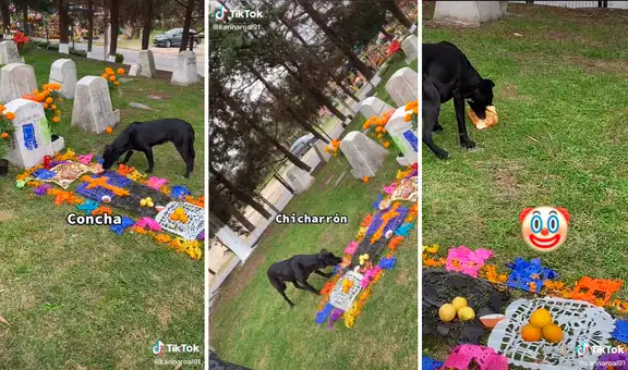 Perro ‘aprovecha’ ofrenda que dejaron por el Día de los Muertos en una tumba y se la come