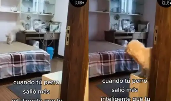 Perro demuestra su habilidad para desdoblar su manta y atenderse solo a la hora de dormir