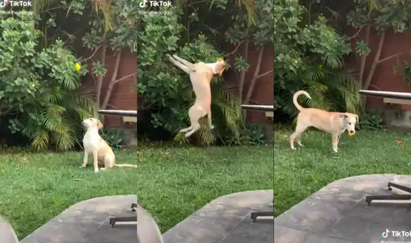Perrita realiza un salto mortal para sacar una flor de un arbusto