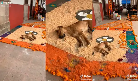 Travieso perrito se queda dormido sobre una ofrenda del Día de los Muertos