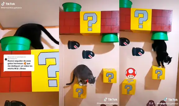 Gatito adora jugar en el gimnasio de pared con temática de Mario Bros que colocó su dueño