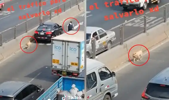 Hombre detiene el tráfico en la avenida Faucett para evitar que un perro sea atropellado