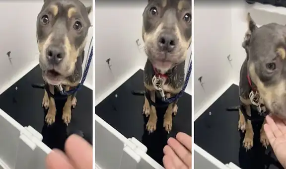 Mujeres encuentran a una perrita encerrada en el ático mientras limpian una casa abandonada