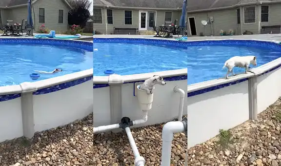 Encantador perrito muestra una peculiar forma de salir después de nadar en la piscina