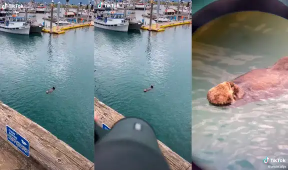 Nota una figura peculiar en el mar y descubre a una nutria que descansa mientras flota