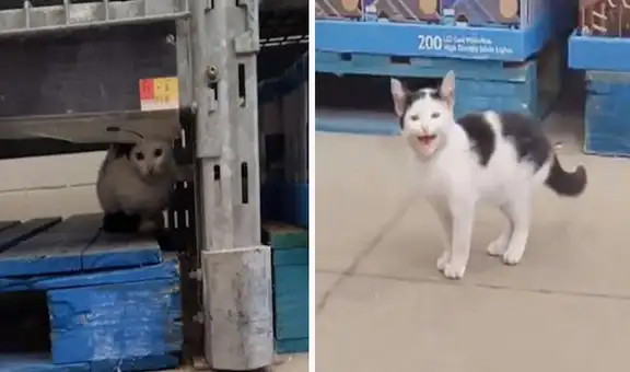 Encuentra un gatito abandonado dentro de un supermercado y lo lleva a su casa para cuidarlo