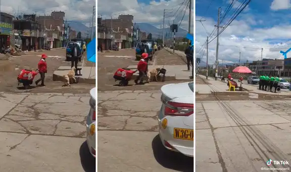 Perrito ayuda a llevar una banca al lugar de trabajo de su cuidadora