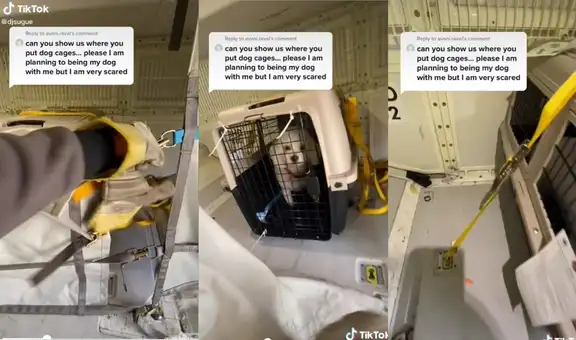 Un trabajador de aeropuerto reveló el lugar en el que viajan las mascotas durante un vuelo