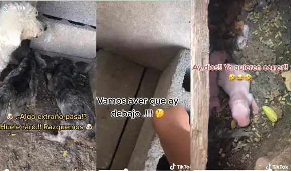 Perritos se desesperan por encontrar a unos conejos recién nacidos bajo tierra